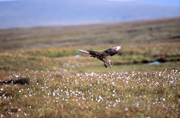 Great Skua, flight (Stercorarius skua) - Grand labbe, vol 11728