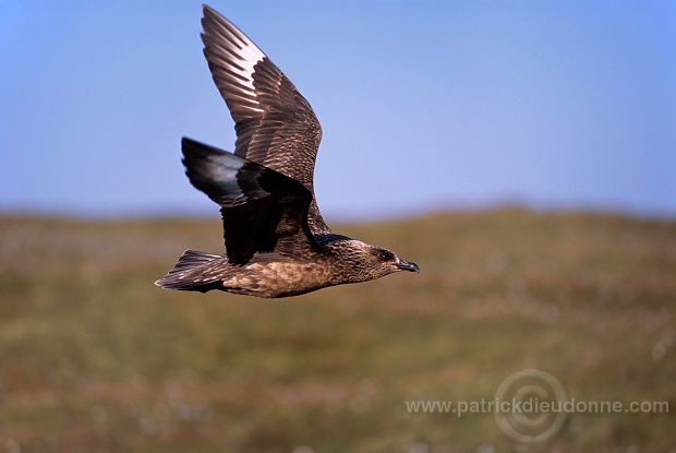 Great Skua, flight (Stercorarius skua) - Grand labbe, vol 11729