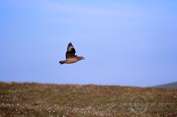 Great Skua, flight (Stercorarius skua) - Grand labbe, vol 11730