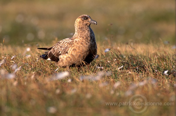 Great Skua (Stercorarius skua) - Grand labbe 11739