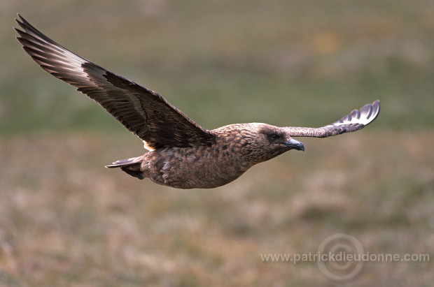 Great Skua, flight (Stercorarius skua) - Grand labbe, vol 11731