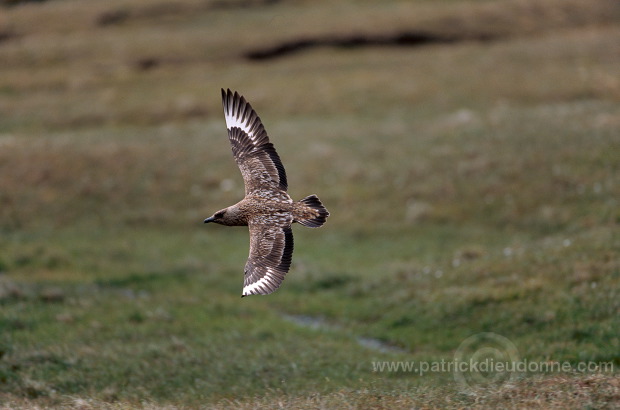 Great Skua, flight (Stercorarius skua) - Grand labbe, vol 11732