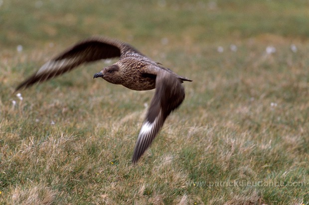 Great Skua, flight (Stercorarius skua) - Grand labbe, vol 11733