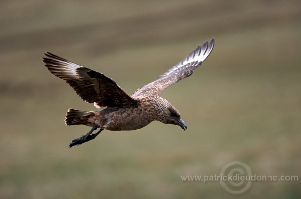 Great Skua, flight (Stercorarius skua) - Grand labbe, vol 11734