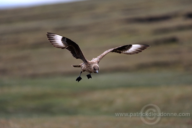 Great Skua, flight (Stercorarius skua) - Grand labbe, vol   1173