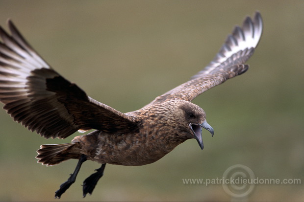 Great Skua, flight (Stercorarius skua) - Grand labbe, vol 11725