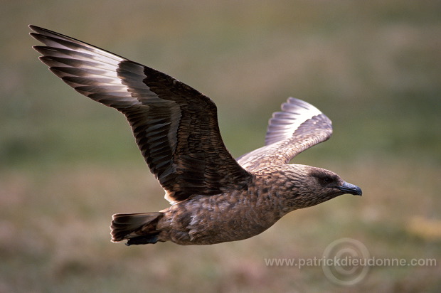 Great Skua, flight (Stercorarius skua) - Grand labbe, vol 11737