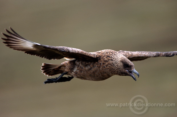 Great Skua, flight (Stercorarius skua) - Grand labbe, vol 11726