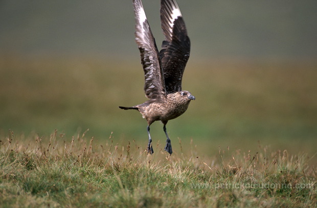 Great Skua, flight (Stercorarius skua) - Grand labbe, vol 11738