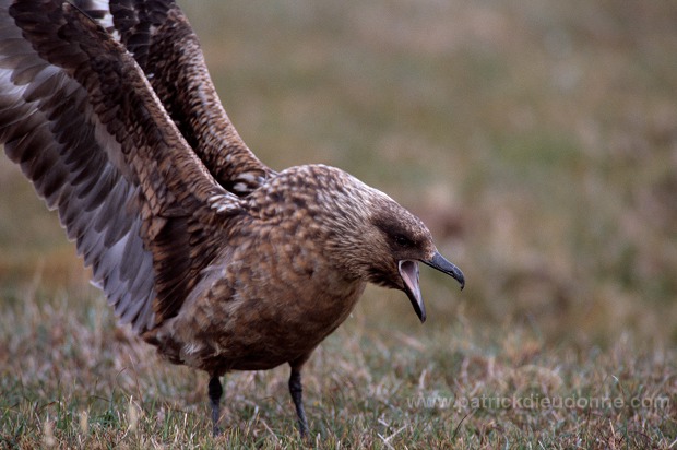 Great Skua (Stercorarius skua) - Grand labbe 11712