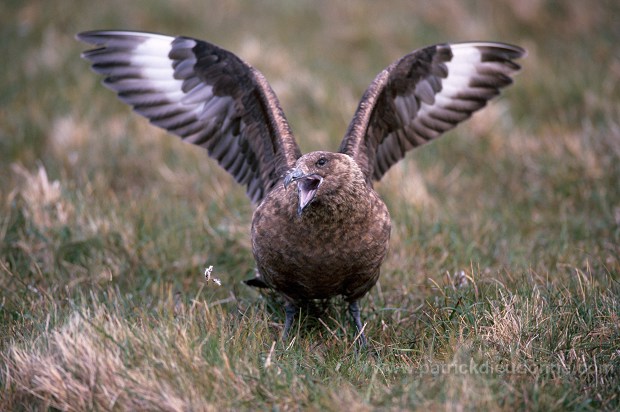 Great Skua (Stercorarius skua) - Grand labbe 11714