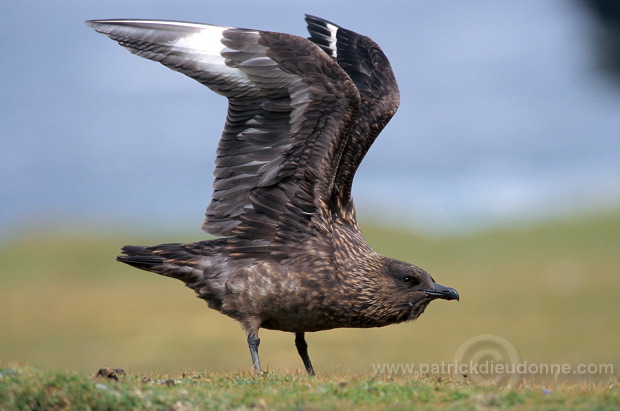 Great Skua (Stercorarius skua) - Grand labbe 11715