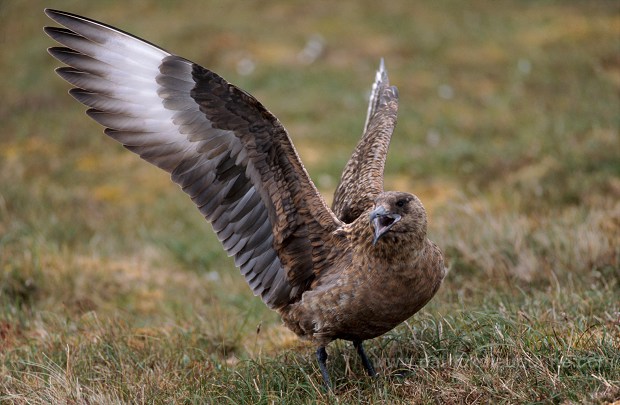 Great Skua (Stercorarius skua) - Grand labbe 11717