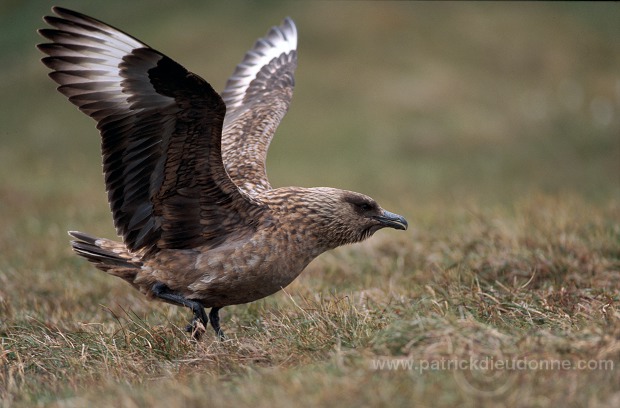 Great Skua (Stercorarius skua) - Grand labbe 11718