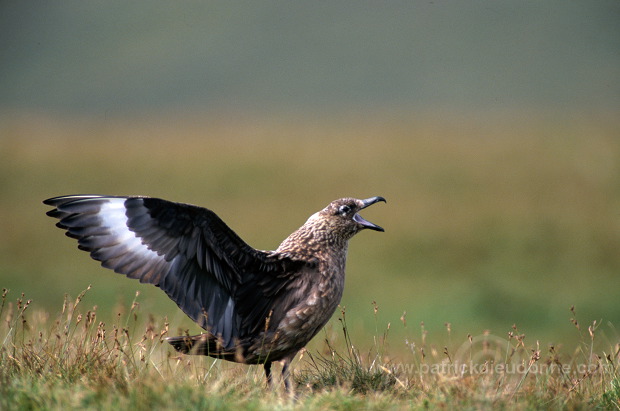 Great Skua (Stercorarius skua) - Grand labbe 11720