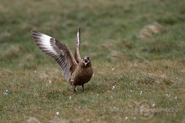 Great Skua (Stercorarius skua) - Grand labbe 11721