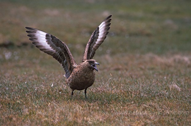 Great Skua (Stercorarius skua) - Grand labbe 11723