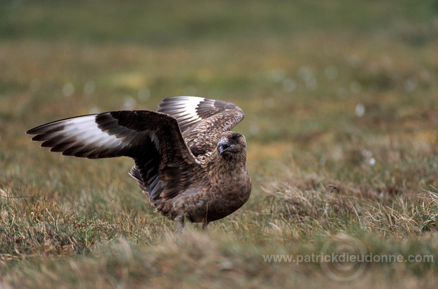 Great Skua (Stercorarius skua) - Grand labbe 12015