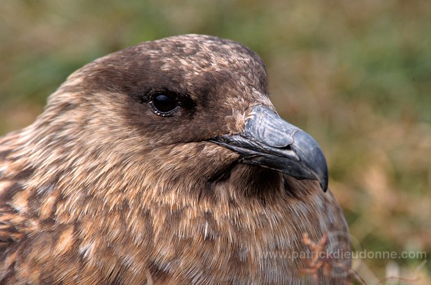 Great Skua (Stercorarius skua) - Grand labbe 11741