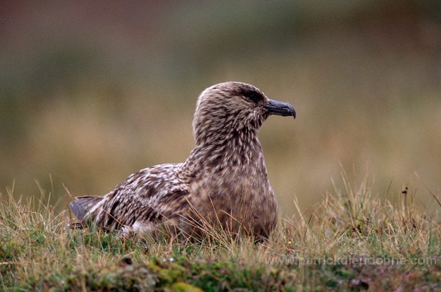 Great Skua (Stercorarius skua) - Grand labbe 11742