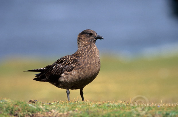 Great Skua (Stercorarius skua) - Grand labbe 11743