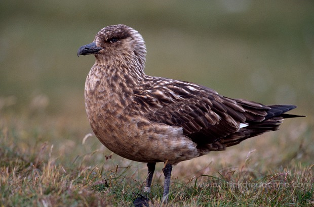 Great Skua (Stercorarius skua) - Grand labbe 11744