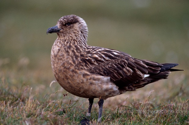 Great Skua (Stercorarius skua) - Grand labbe 11744