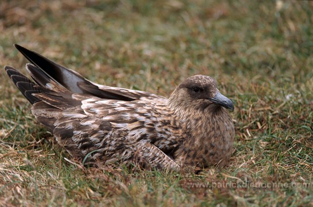 Great Skua (Stercorarius skua) - Grand labbe 11745