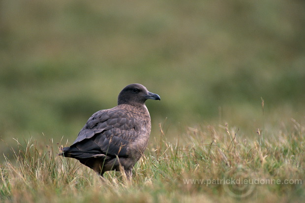 Great Skua (Stercorarius skua) - Grand labbe 11749