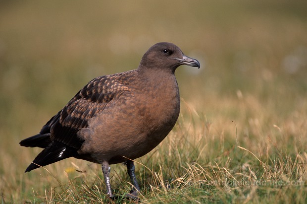 Great Skua (Stercorarius skua) - Grand labbe 11750