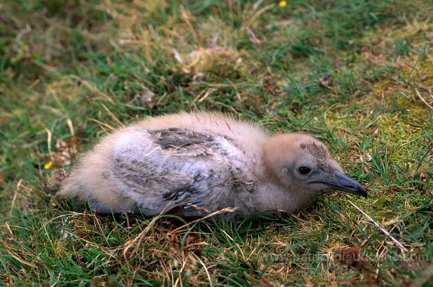 Great Skua (Stercorarius skua) - Grand labbe 11755