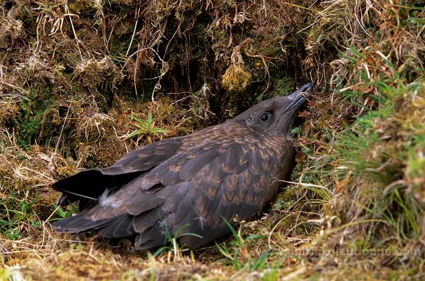 Great Skua (Stercorarius skua) - Grand labbe 11753