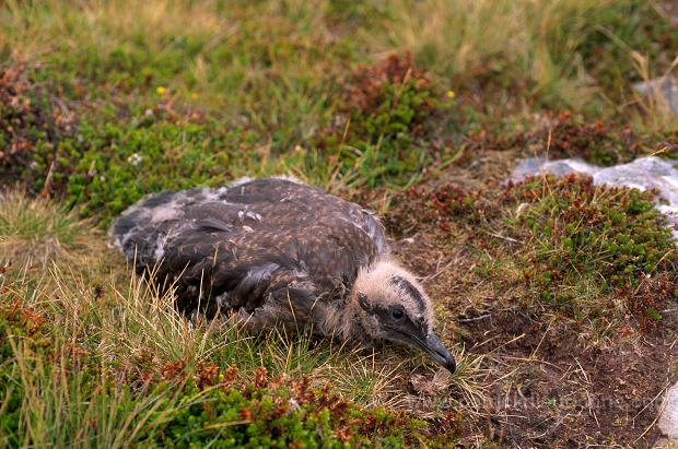 Great Skua (Stercorarius skua) - Grand labbe 11754