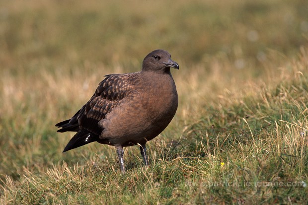 Great Skua (Stercorarius skua) - Grand labbe 11752