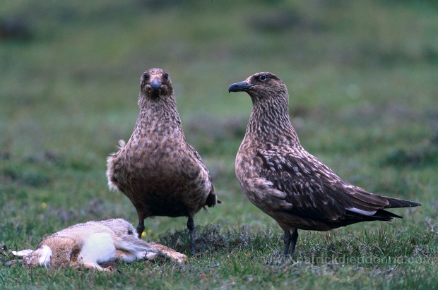 Great Skua (Stercorarius skua) - Grand labbe 11757