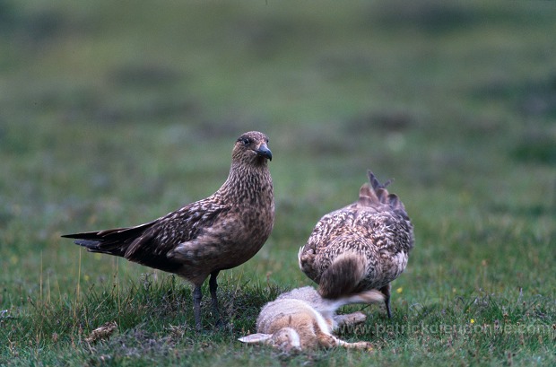 Great Skua (Stercorarius skua) - Grand labbe 11758