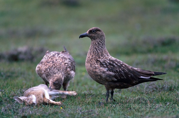 Great Skua (Stercorarius skua) - Grand labbe 11759