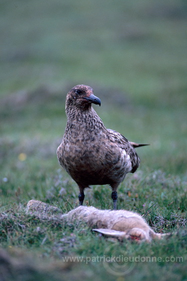 Great Skua (Stercorarius skua) - Grand labbe 11760