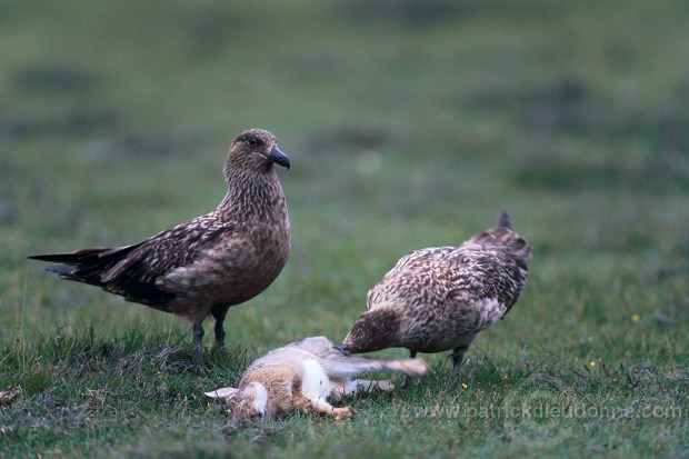 Great Skua (Stercorarius skua) - Grand labbe 11761