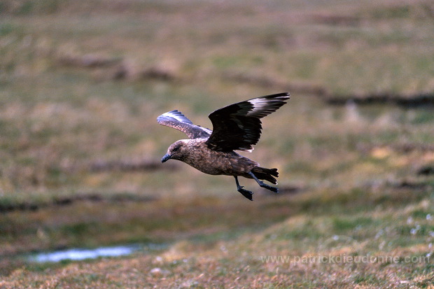 Great Skua, flight (Stercorarius skua) - Grand labbe, vol 11762