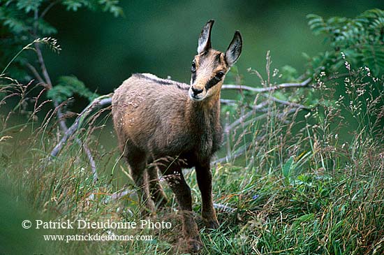 Chamois - Rupicapra rupicapra     11674