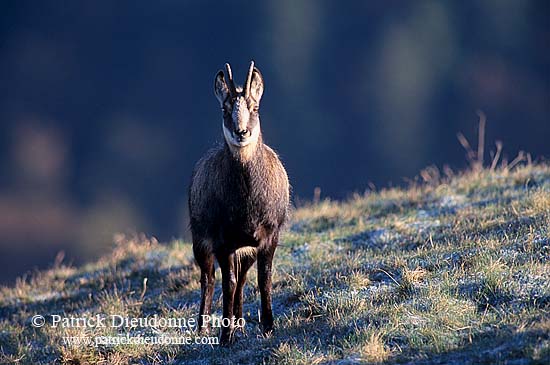 Chamois - Rupicapra rupicapra     11676