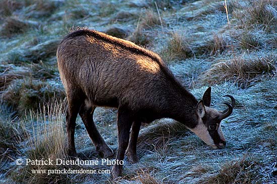 Chamois - Rupicapra rupicapra     11677