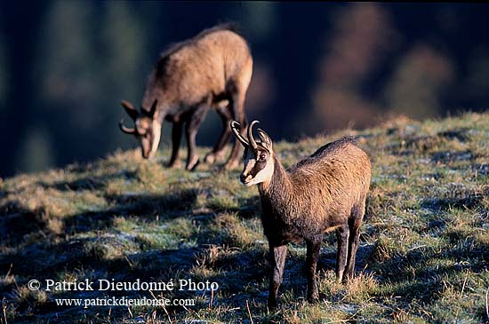 Chamois - Rupicapra rupicapra     11678