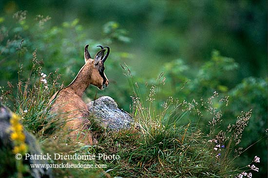 Chamois - Rupicapra rupicapra     11680