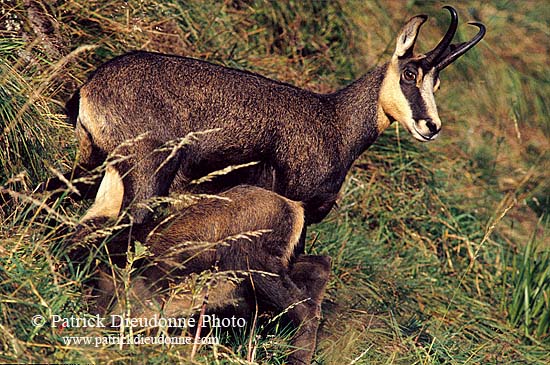 Chamois - Rupicapra rupicapra     11686