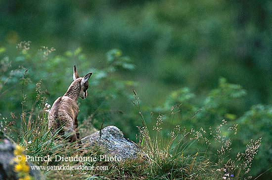 Chamois - Rupicapra rupicapra     11687