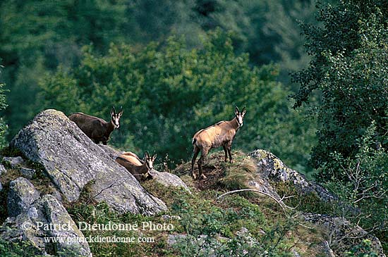 Chamois - Rupicapra rupicapra     11688