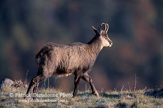 Chamois - Rupicapra rupicapra     11689