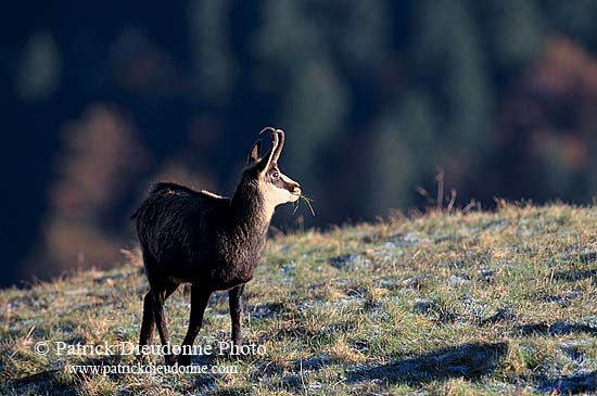 Chamois - Rupicapra rupicapra     11682